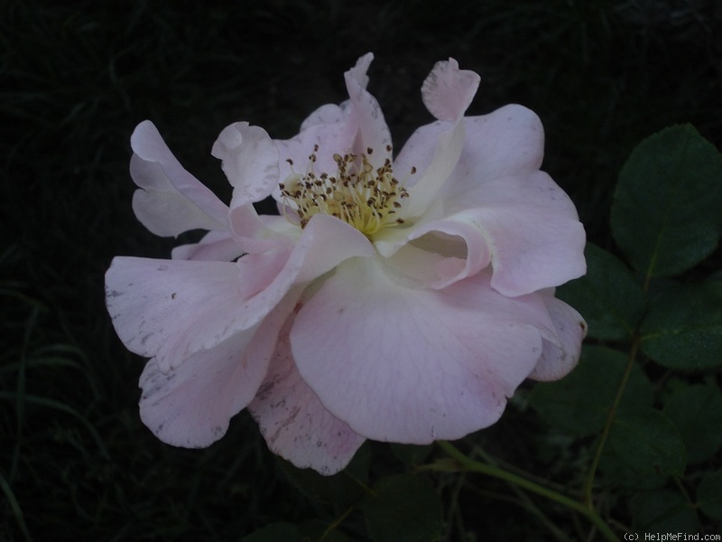 'Marinette (shrub, Austin, 1995)' rose photo