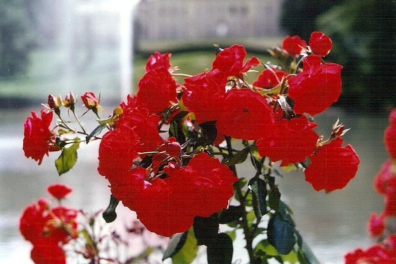 'Montana ® (floribunda, Tantau, 1974)' rose photo