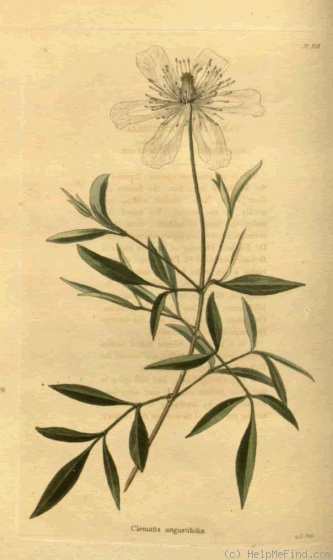 'C. angustifolia Jacq.' clematis photo