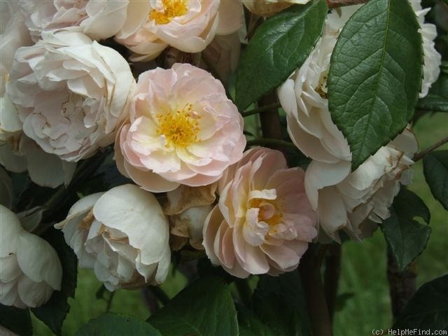 'Anne-Marie Côte' rose photo