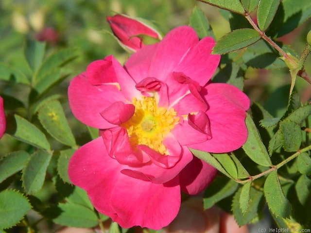 'DLFED 4' rose photo