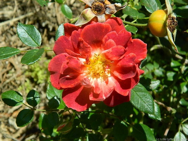 'Show 'n' Tell' rose photo