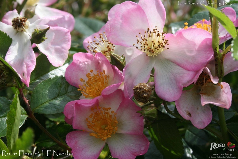 'Robe Fleurie' rose photo