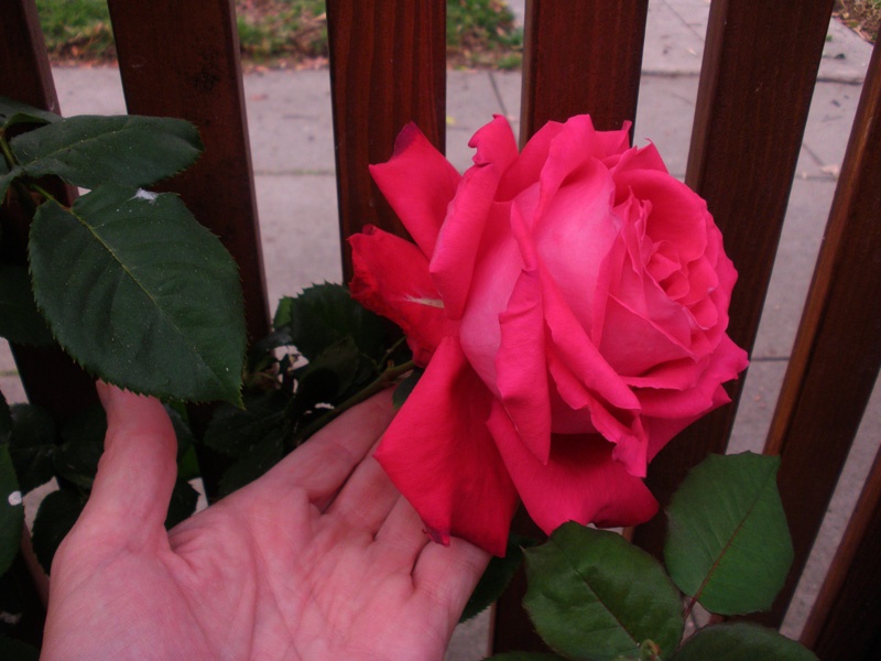 'Bambey' rose photo
