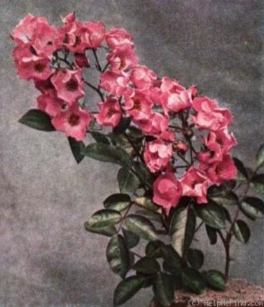 'Coquina' rose photo