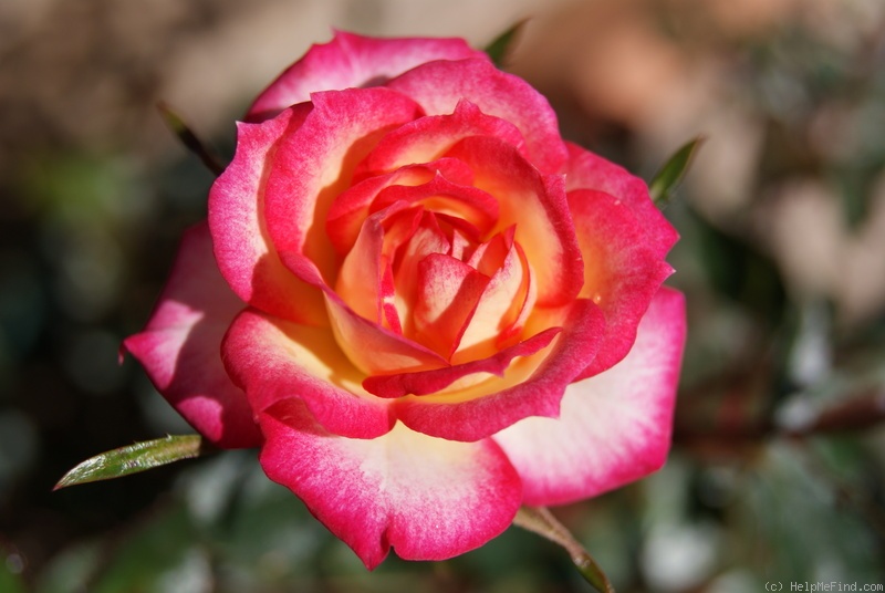 'Rosy Dawn (miniature, Bennett, 1982)' rose photo