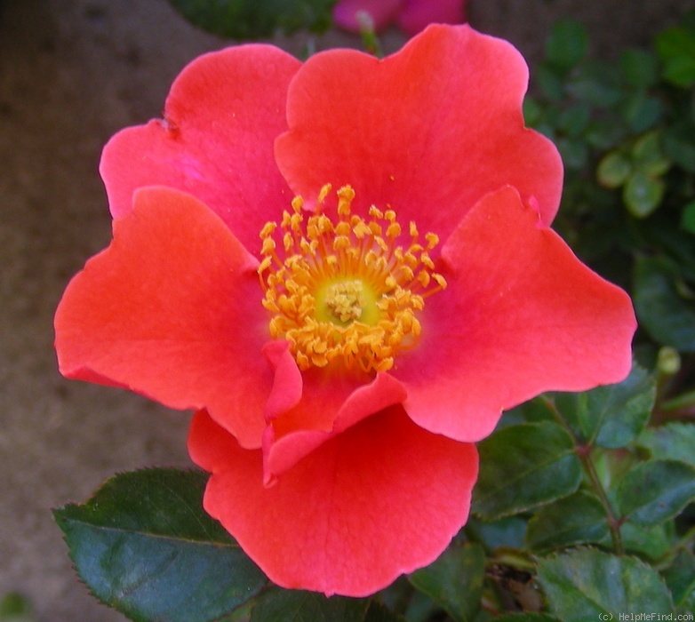 'Halo Today' rose photo