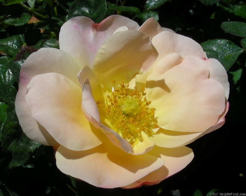 'Fifi' rose photo