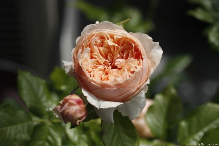 'Masora' rose photo