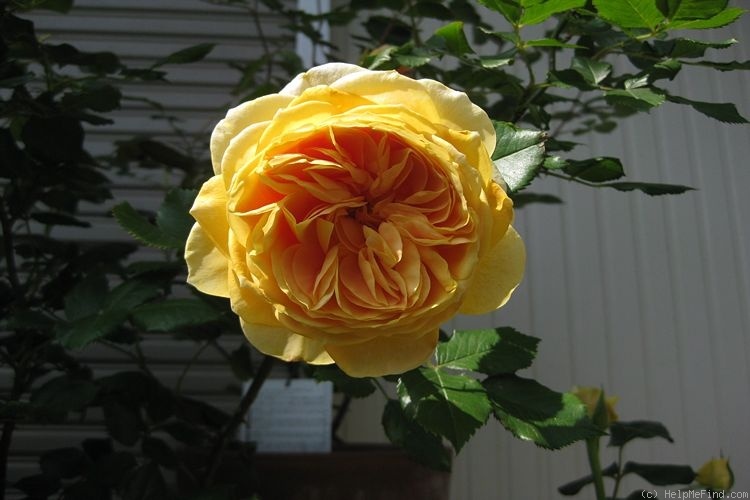 '100 Idées Jardin' rose photo