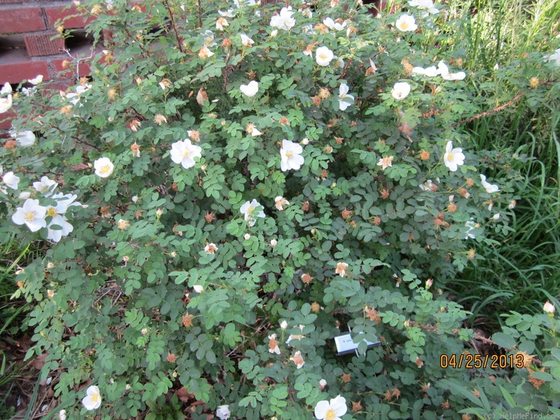 '<i>Rosa spinosissima</i>' rose photo