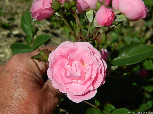 'Morey's Pink' rose photo