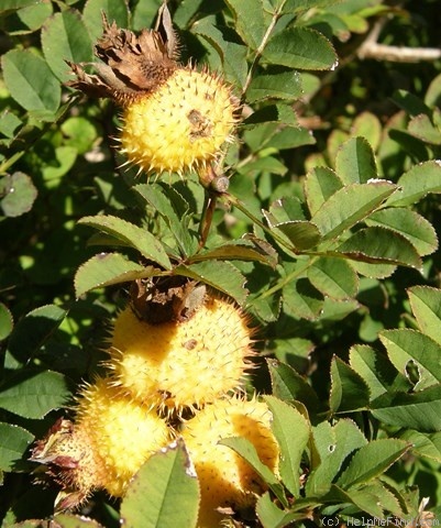 '<i>Rosa roxburghii</i> f. <I>normalis</i> Rehder & E.H.Wilson' rose photo