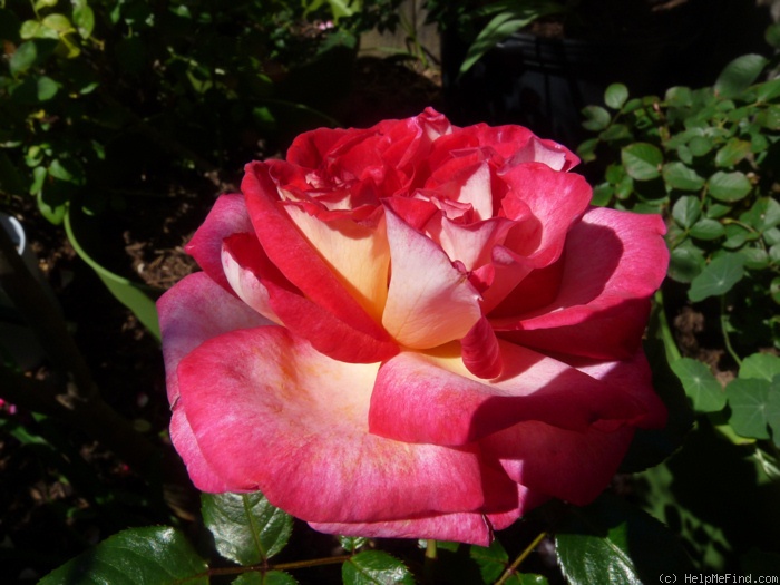 'Julia ® (hybrid tea, Adam, 2001)' rose photo