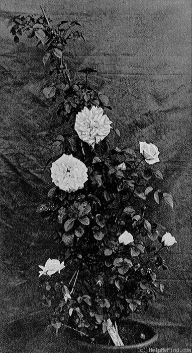 'William C. Egan' rose photo