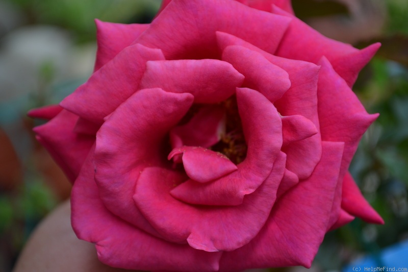 'Red Flame ®' rose photo