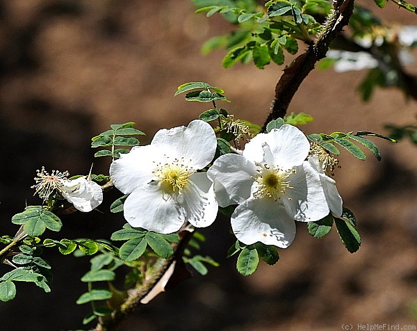 'R. sericea pteracantha' rose photo