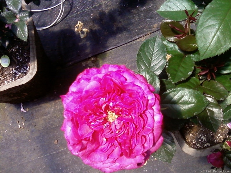 'Big Momma' rose photo