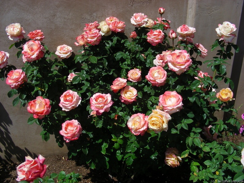 'Peachy Cheeks ™ (floribunda, Martin 2006)' rose photo