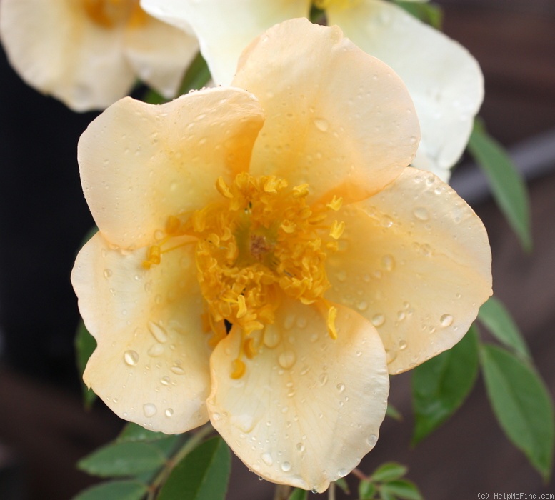 'Amber Cloud ™' rose photo