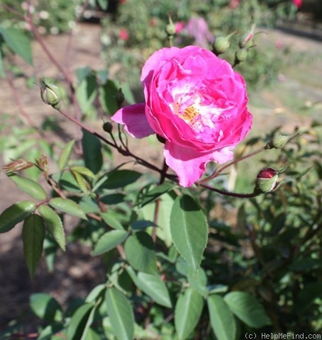 'Bengale Camellia (china, unknown, by 1824)' rose photo