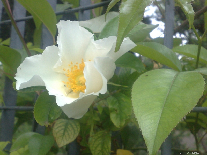 '<i>R. laevigata</i>' rose photo