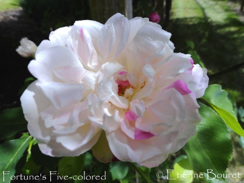 'Fortune's Five-Colored Rose' rose photo