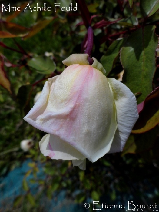 'Madame Achille Fould' rose photo