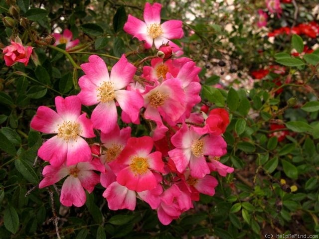 'Azumino' rose photo