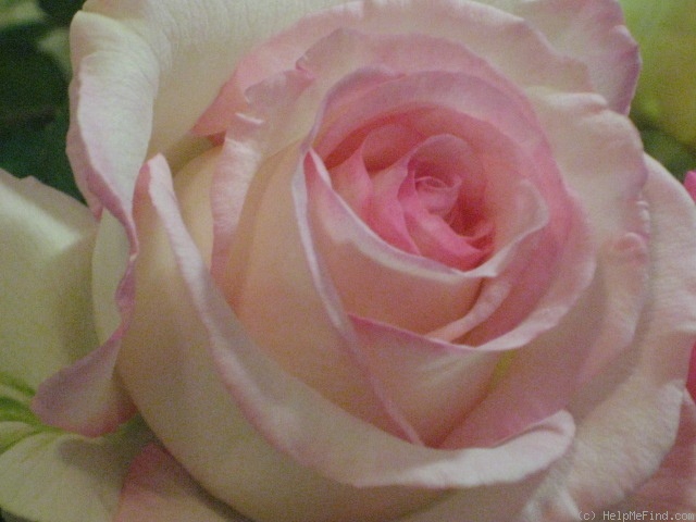 'Moonstone ™ (Hybrid Tea, Carruth, 1998)' rose photo