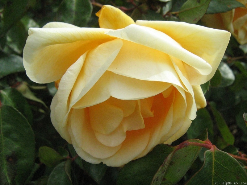 'Lady Hillingdon (Tea, Lowe & Shawyer, 1910)' rose photo