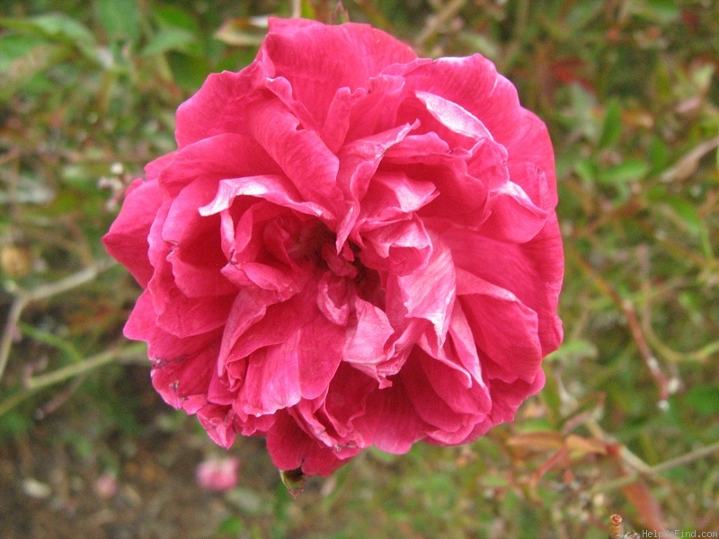 'Slater's Crimson China' rose photo