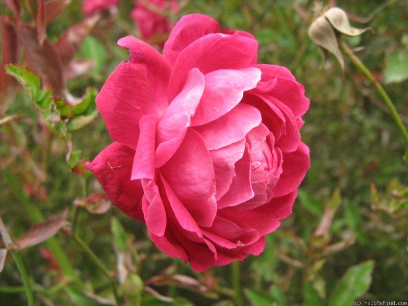 'Slater's Crimson China' rose photo