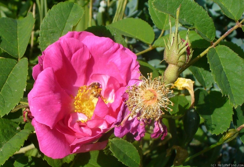 'Duchess of Portland (damask perpetual, before 1775)' rose photo