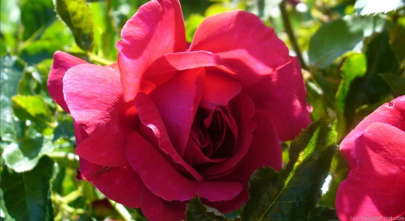'Courageous ™' rose photo