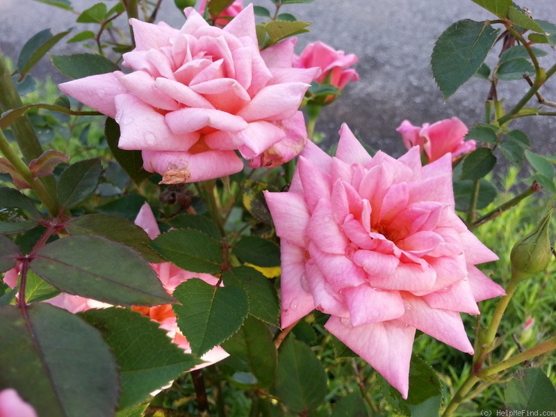 'Angelica Renae ™' rose photo