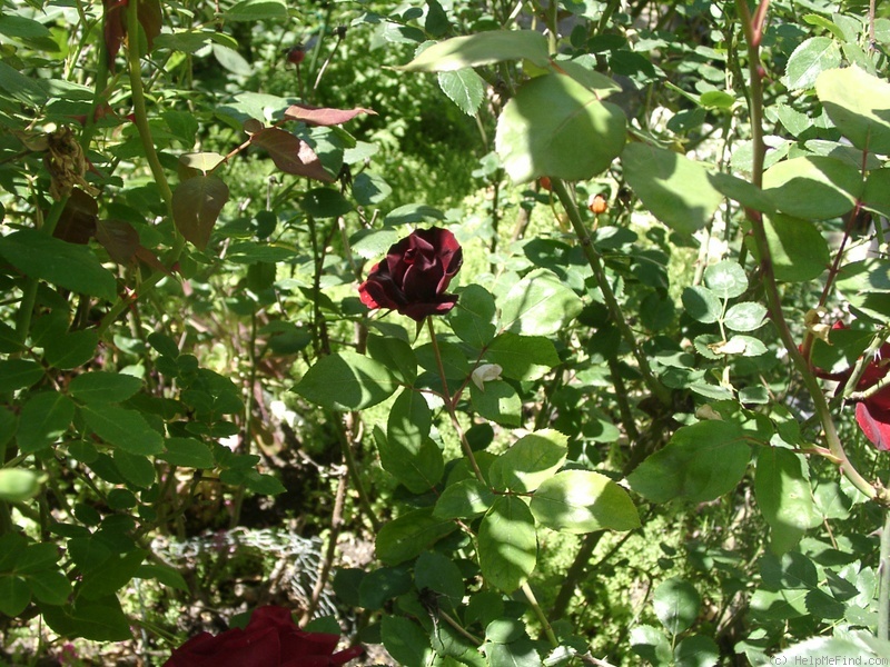 'Black Ice' rose photo