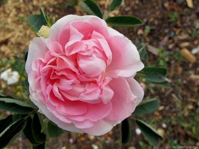 'Great Maiden's Blush' rose photo