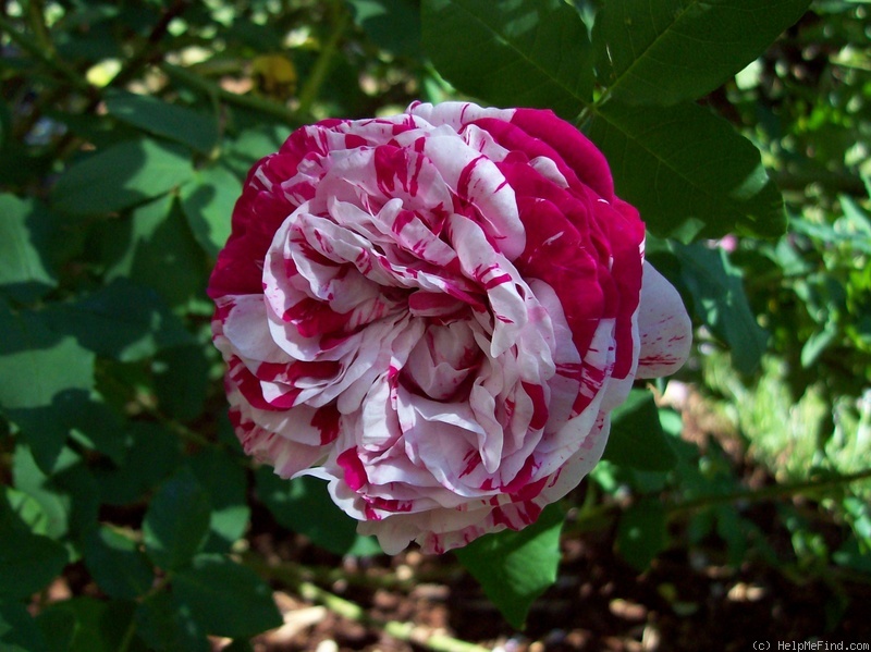 'Variegata di Bologna' rose photo