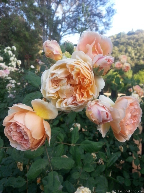 'Crown Princess Margareta ®' rose photo