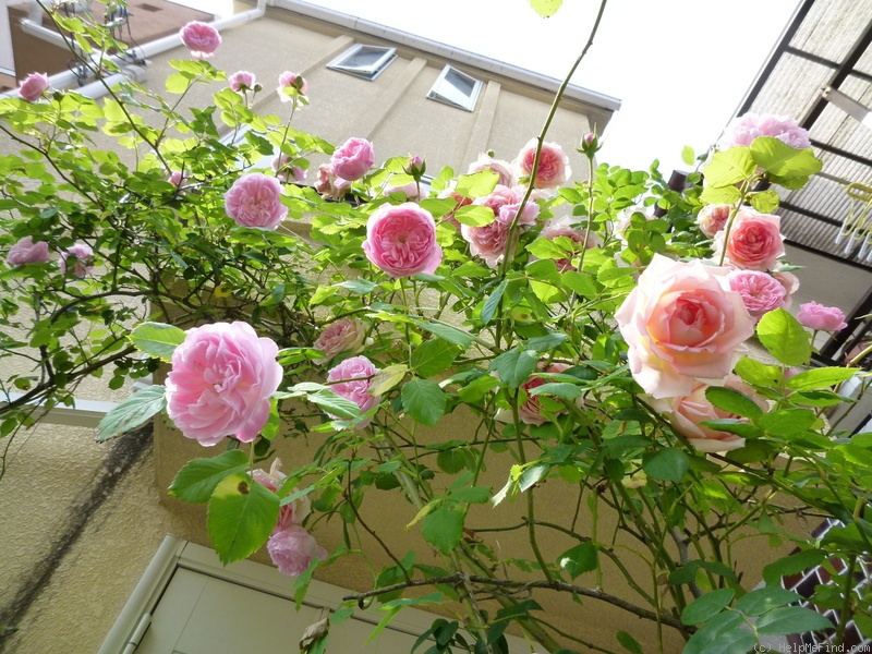 'Mayor of Casterbridge' rose photo