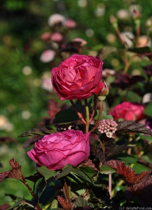 'Cybelle ® (shrub, Massad, 1999)' rose photo