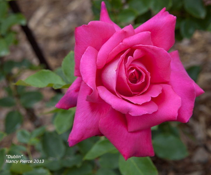 'Dublin' rose photo