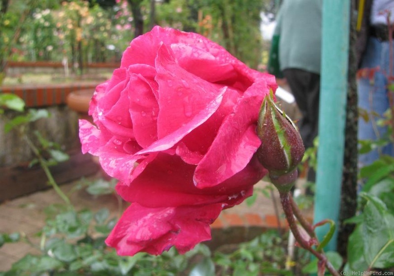 'Roma di Notte' rose photo