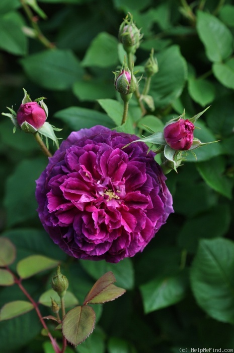 'Erinnerung an Brod' rose photo