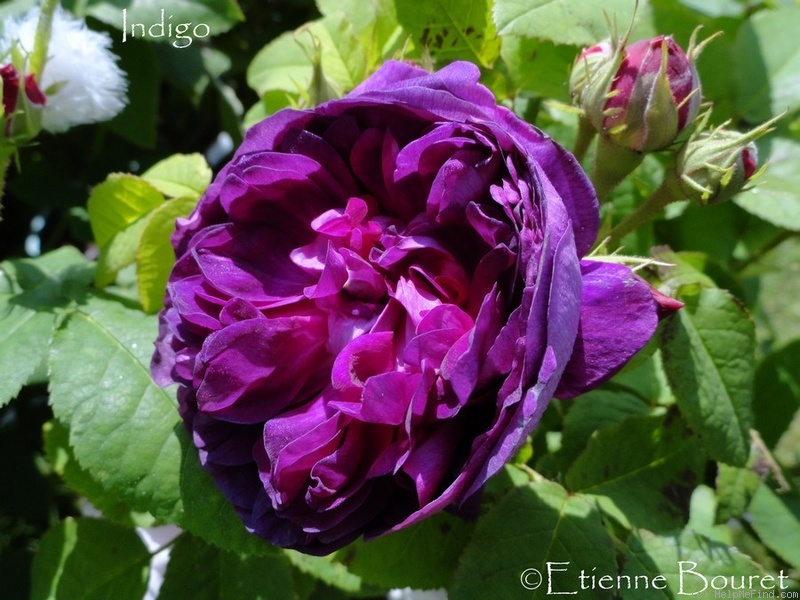 'Indigo (portland, Laffay, pre 1845)' rose photo