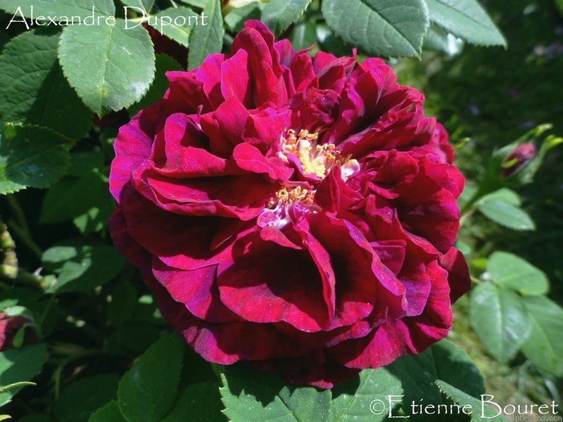 'Alexandre Dupont' rose photo