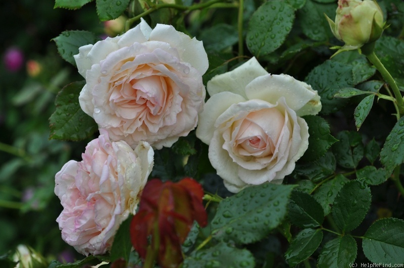 'White Eden ™' rose photo