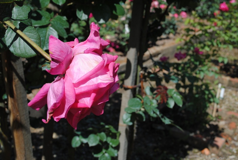 'Fontainebleau ®' rose photo