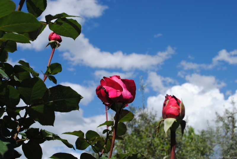 'Fontainebleau ®' rose photo